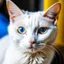 Placeholder: a white cat with one blue eye and the anther eye is colored honey in the school