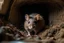 Placeholder: A brown mouse digs a tunnel underground