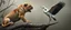 Placeholder: pug lion panther hunting eel stork