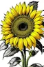 Placeholder: turn this into a beautiful sunflower black outline, white background