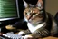 Placeholder: programming cat