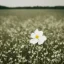 Placeholder: single long stem white flower in a field, polaroid, tender, soft focus, award winning landscape photography, nature photography, r/mostbeautiful