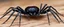 Placeholder: carpenter dog spider