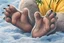 Placeholder: back feet of a koala