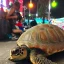 Placeholder: Turtle visiting the night market