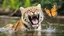 Placeholder: laughing big cat in water with butterfly