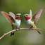 Placeholder: Teenage Mutant Ninja Hummingbirds.