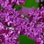 Placeholder: Persian Lilac Syringa x chinensis 'Saugeana' 8k hyperdetailed close up focus beautiful elegant cinematic light delicate insanely detailed high definition intricate triadic vibrant colours complex