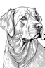 Placeholder: coloring image of Labrador Retriever white background