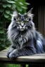 Placeholder: blue gray mainecoon