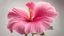 Placeholder: a perfect pink Hibiscus flower at a slight angle to compose the stamen nicely within the flower. Image also taken when the flower is not fully open - which is when it is at its most attractive. Isolated on white.