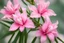 Placeholder: oleander flower, close-up, blurred background; pink blooming nerium, high definition,