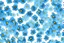 Placeholder: top view pattern of forget-me-not flowers