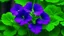 Placeholder: Green In Purple