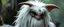 Placeholder: what sauron actually looks like as a uruk hai gremlin with long fluffy white fur