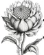 Placeholder: real massive only Protea flower, coloring page, no leaves, full body (((((white background))))), only use an outline., real style, line art, white color, clean line art, white background, Sketch style