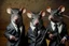 Placeholder: lifelike hairy rats in elegant suits and bow tie with guns (like in the pulp fiction)