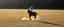 Placeholder: horse soccer erling haaland