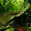 Placeholder: spider. Jungle. Lake