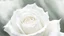 Placeholder: in the middle of a white rose a very faint, transparent face of a baby can be seen, nightmare, surreal, dark fantasy