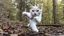 Placeholder: cat jumping in the forest