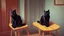 Placeholder: A black cat sitting on a chair in a room.