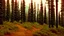 Placeholder: pine forest in the mountains