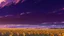 Placeholder: purple sky full of stars, sunflower field, anime, high res, makoto shinkai