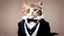 Placeholder: A cat in a tuxedo, such an important one.