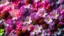Placeholder: Colorful Lilac flowers
