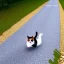 Placeholder: Cat motorway