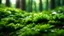 Placeholder: Green Leaves,spruce,Moss, , Forest, Bokeh Background, dramatic scene