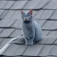 Placeholder: small blue cat with hairy eyes chewing gum on the rooftop