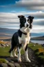 Placeholder: make a pixer poster, The border collie stand at middle on the gravel road. there is sea and landscape is mountain and some ship. sky is evening sky. the border collie looking for sea.