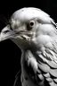 Placeholder: photo of human ghost skin white bird head