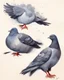 Placeholder: Pigeon. painting