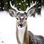 Placeholder: face a deer in a the snow