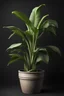 Placeholder: Potted banana plant isolated on। black background