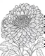 Placeholder: real massive Chrysanthemum flower coloring page