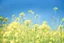 Placeholder: bottom is detailed canola in full bloom with side branches, top is sky, photography,