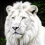 Placeholder: white lion