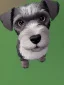 Placeholder: cute miniature schnauzer portrait