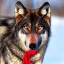 Placeholder: Black wolf, red in ears, red on snout