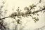 Placeholder: Melancholic, ultra-realistic vintage polaroid photograph of a blossoming branches of an apple tree, soft light of a cloudy sky, atmosphere of quiet sadness and timeless beauty, cinematic, hyper-detailed, emotional and mesmerizing