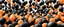 Placeholder: Black and orange balloons for Halloween background