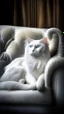 Placeholder: White cat, sitting on a sofa hdr