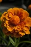 Placeholder: Marigold