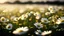 Placeholder: Field of daisies with dof effect