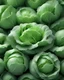 Placeholder: fresh round green cabbage. Photography. Realistic photo. HD. Glowing. 3d style