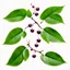 Placeholder: plum-cherry leaves on white background, stock image